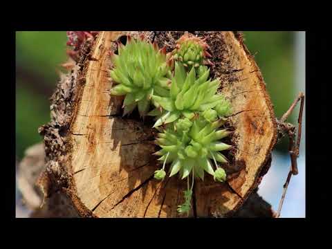 Tea on the terrace Rothbury House RAF100