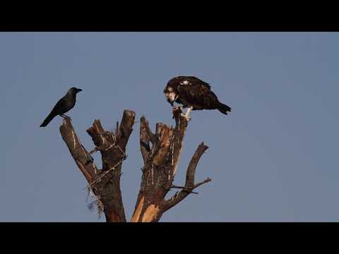 Osprey Vs  Crow