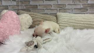 チワワ（スムース）の動画01