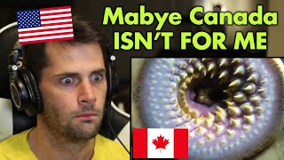 American Reacts to WEIRD Animals Only Found in Can