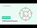 Cell Cycle And Cancer Phases Hallmarks And Development