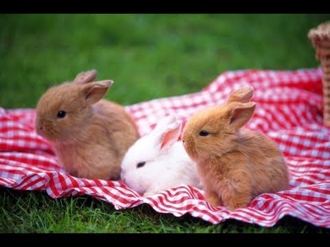 , title : 'Cuidados na Criação de coelhos em Casa'