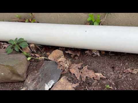 Ants Travel Far to Bug Homeowners in Forked...