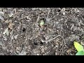 Ants Travel Far to Bug Homeowners in Forked River, NJ