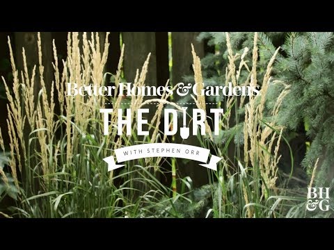 , title : 'Ornamental Grasses | The Dirt | Better Homes & Gardens'