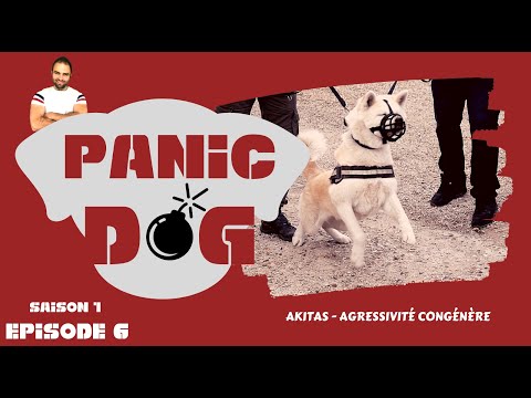 Esprit Dog : PANIC DOG - S1 EP6 : AKITA INU AGRESSIF