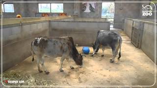 Animal Enrichment with Ribby Hall