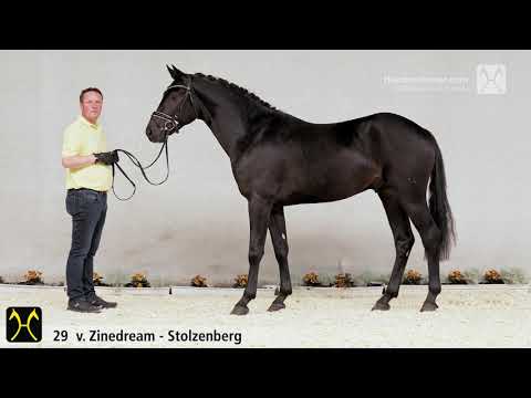 Verden Stallion Licensing 2020 - No. 29 Stallion by Zinedream - Stolzenberg - Contendro I