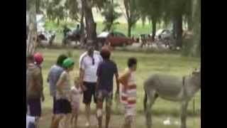 preview picture of video '2º encuentro Nacional de Burros Mulas y Ponis Embalse Cba (3º Parte)'