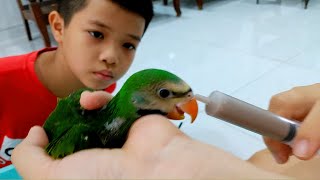 Surich mua Pet mới rất dễ thương - Cho Vẹt ngực hồng ăn bột - Surich toys review