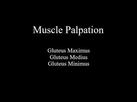 Muscle Palpation - Gluteal Group (Gluteus Maximus - Gluteus Medius - Gluteus Minimus) [ASMR]