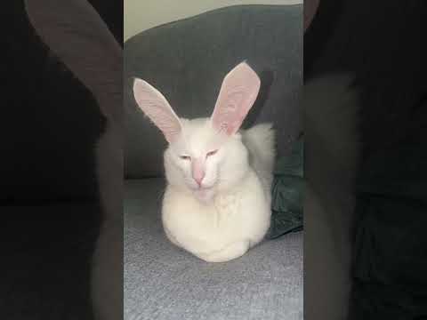 El gato con orejas de conejo #shorts #animales #gatos