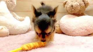 チワワ（ロング）の動画01