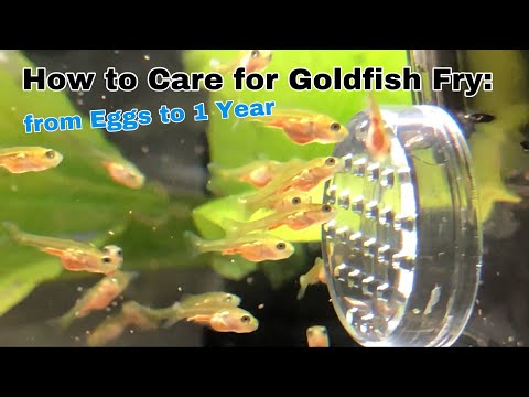 How to care for Goldfish Fry: from Eggs to 1 Year