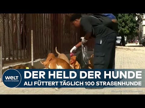 Video Thumbnail: HELD DER HUNDE: "Straßenköter unerwünscht!" Wie ein Mann in Somalia Leben rettet