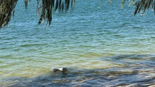 【VLOG】まじで何もない日の午前中。大切なことは全て犬から教わった。オーストラリアで犬と6000kcalのゴリラと暮らす女。