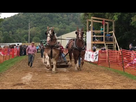 Viola Horse and Colt Show horse pull - YouTube