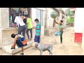 New comedy amazing funny🤣Videos 2023 New year funny video  By Bindas Fun Ds2 Ep-107