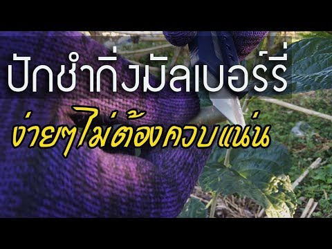 วิธีปักชำกิ่งมัลเบอร์รี่ดำออสตุรกี แบบไม่ต้องควบแน่น
