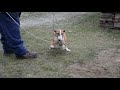 Bull Terrier cachorro