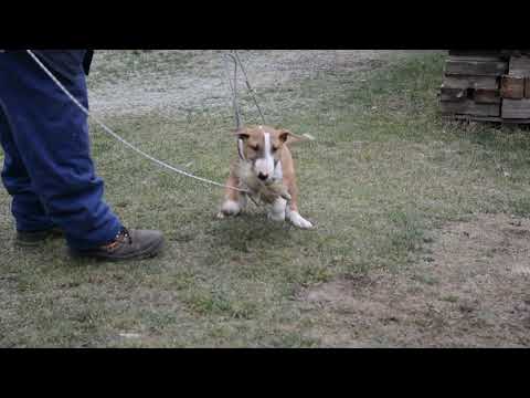 Bullterrier Welpe kaufen