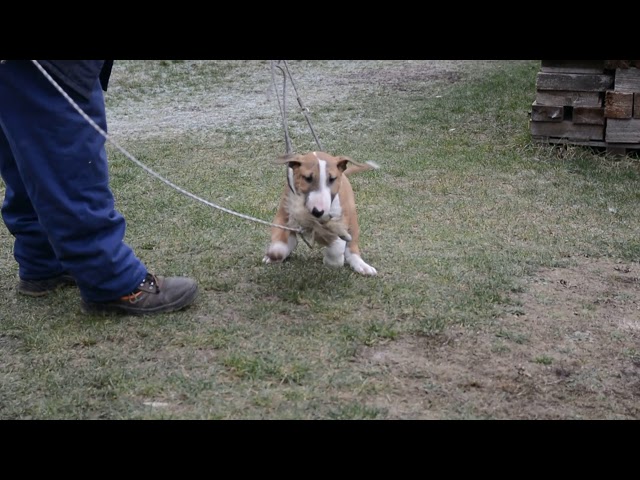 Bullterrier welpen kaufen