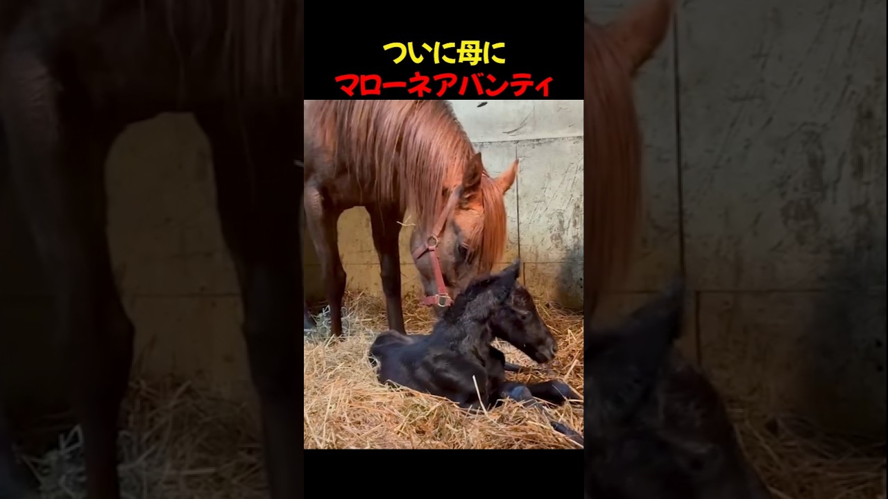 生まれの子馬。初めて立ち上がる姿に涙が止まらない…
