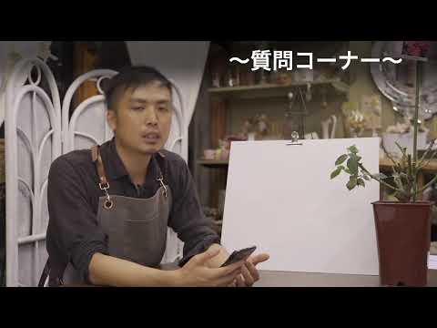 夏にバラの茂みを剪定して開花を促進するにはどうすればよいですか? + ビデオチュートリアル  庭園