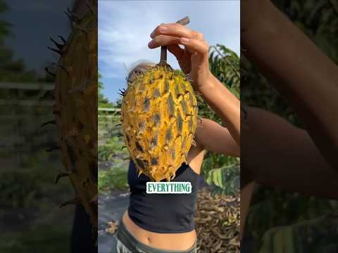Breadfruit: The Healthy Survival Carb Ration Americans Ignore! price of a $6.