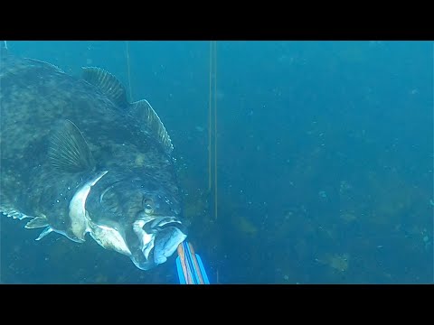 Charged by Halibut while Spearfishing in Alaska