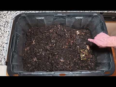 Worm Wednesday Feeding Natural Bedding Bin #wormswithrick #vermicomposting 