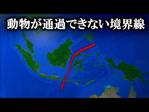 スピロクスクス・マキュトゥス