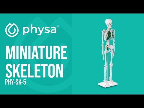 video - Schelet în miniatură - 85 cm