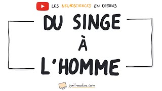 Vignette de [VIDÉO] DU SINGE À L'HOMME - Les neurosciences en dessins