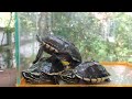 4 Baby Turtles Raised In A Glass Tank And The Ending Turtles Yongsieutv Mo4ke