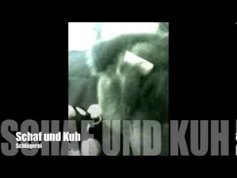 No one was hurt, and the cow wore a mouth guard.