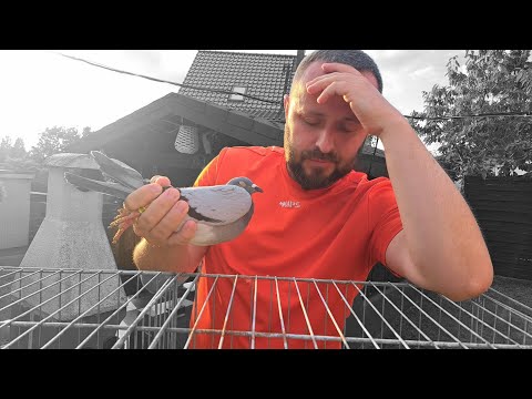The pigeon was returning from a long flight and was only worth 5 złoty. Shocking! What happened t...
