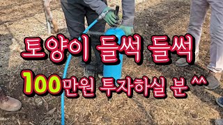 3월 다져진 포도밭 깨주자 #심토파쇄 #산소공급 #배수개선