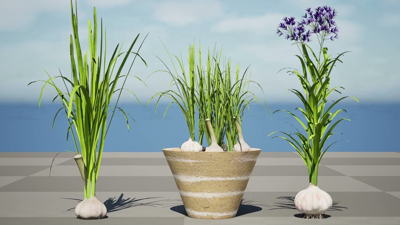 Cole&ccedil;&atilde;o de plantas de alho Modelo 3D