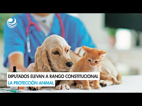 Diputados elevan a rango constitucional la protección animal