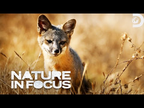 Channel Island Fox | Natureza em foco