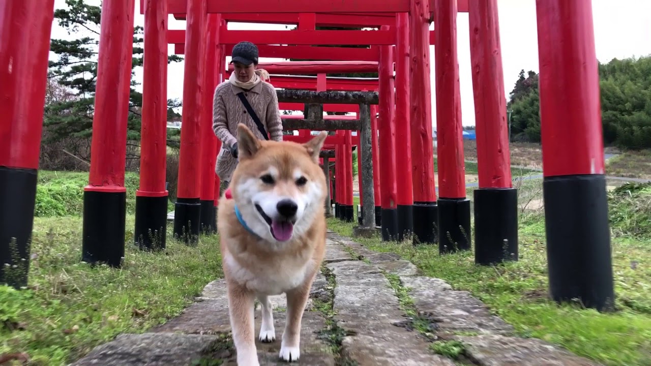 郡山市のパワースポット高屋敷稲荷神社を柴犬まるがくぐります