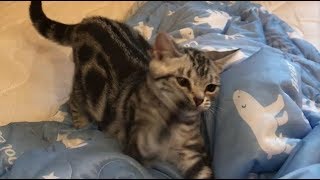 猫じゃらしでじゃれる猫と悩む私。