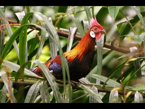 Susu untuk resep potensi laki-laki Beberapa buah-buahan dan sayuran mengangkat potensi