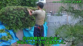 オオムラサキツツジを最適な時期に剪定 世田谷区の植木屋 庭木を残し想いを残す 沼山造園 オオムラサキツツジを最適な時期に剪定 世田谷区の植木屋 庭木を残し想いを残す 沼山造園