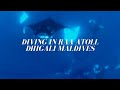 Scuba Diving at Dhigali Maldives, Raa Atoll, Euro-Divers Dhigali, Malediven