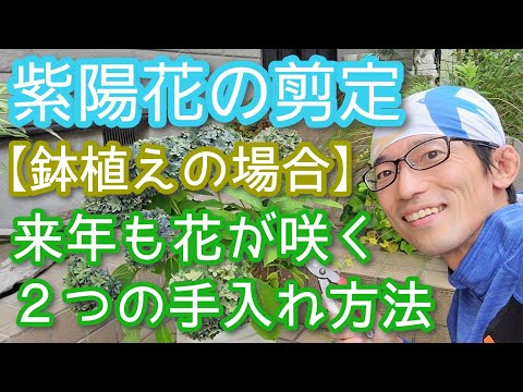 夏に色あせたアジサイの花は切り取ったほうがいいでしょうか？どのようなリスクがありますか?  庭園