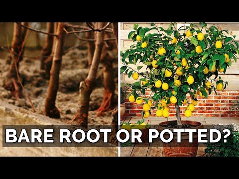 How to Prune a Loquat Tree Fall 2018 Garden Plans 