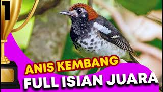 Download lagu Full Isian Jernih Anis Kembang Suara Keras Durasi Panjang Cocok Jadi Pancingan Calon Juara mp3 Download lagu Full Isian Jernih Anis Kembang Suara Keras Durasi Panjang Cocok Jadi Pancingan Calon Juara mp3