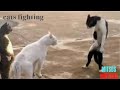 Angry Cat Street Fighting Cats Mitsos Moutsos 4
